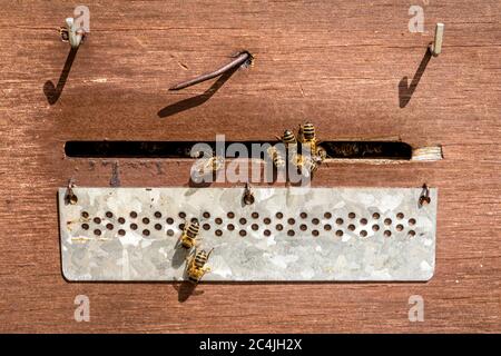 Bienen fliegen vor dem hive Eintrag Stockfoto