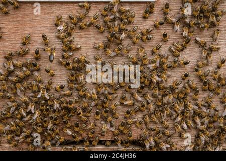 Bienen fliegen vor dem hive Eintrag Stockfoto