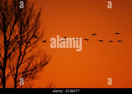 Gewöhnliche Kraniche fliegen bei Sonnenuntergang über den Wald Stockfoto