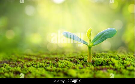 Bepflanzung Sämlinge junge Pflanze im Morgenlicht auf Natur Hintergrund Stockfoto