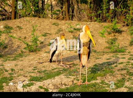 Bemalter Storch, Bharatpur Bird Sanctuary Stockfoto