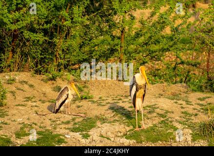 Bemalter Storch, Bharatpur Bird Sanctuary Stockfoto