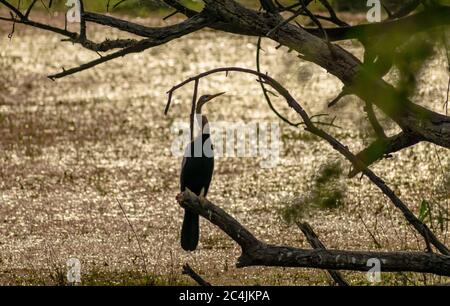 Indische Darter oder Schlangenvogel, Bharatpur Bird Sanctuary Stockfoto