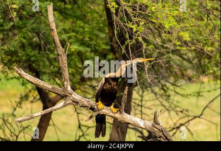 Indische Darter oder Schlangenvogel, Bharatpur Bird Sanctuary Stockfoto