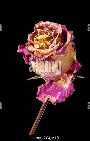 Nahaufnahme einer ausgetrockneten rot-orangen Rose, die in weichem Porträtlicht mit Randlicht von hinten vor schwarzem Hintergrund beleuchtet wird. Stockfoto