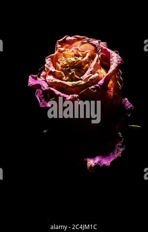 Nahaufnahme einer ausgetrockneten rot-orangen Rose in einem harten Oberlicht vor schwarzem Hintergrund. Stockfoto