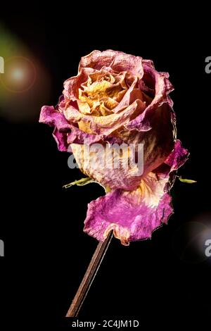 Nahaufnahme einer ausgetrockneten rot-orangen Rose in weichem Studiolicht mit Gegenlicht und Fackeln der Linse vor schwarzem Hintergrund. Stockfoto