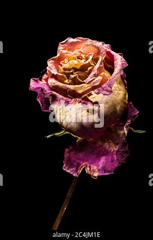 Nahaufnahme einer ausgetrockneten rot-orangen Rose in sanftem Studiolicht von oben vor schwarzem Hintergrund. Stockfoto