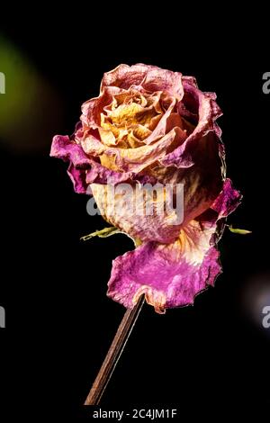 Nahaufnahme einer ausgetrockneten rot-orangen Rose in sanftem Studiolicht mit Hintergrundbeleuchtung vor schwarzem Hintergrund. Stockfoto