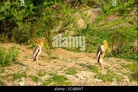 Bemalter Storch, Bharatpur Bird Sanctuary Stockfoto