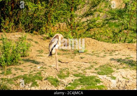 Bemalter Storch, Bharatpur Bird Sanctuary Stockfoto