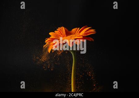 Gerbera Blume mit Pulverspritzer. Energie. Farbenfroher Staub explodiert. Stockfoto