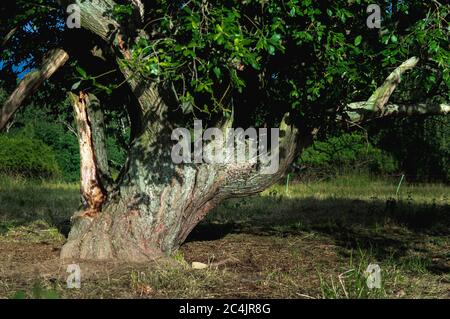 Einzelner, auf einer Wiese stehender, knorriger Apfelbaum aus Schiefer Stockfoto