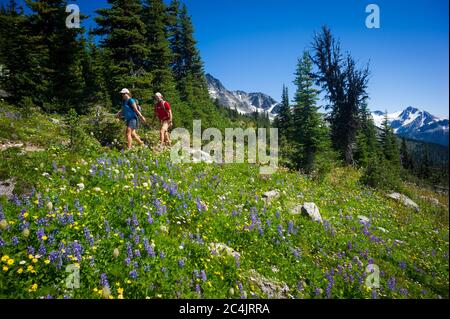 Whistler, BC, Kanada: Wanderer auf Blackcomb mit Wildblumen in der Blüte – Stock Photo Stockfoto