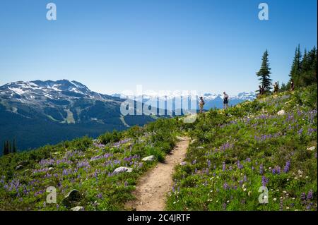 Whistler, BC, Kanada: Wanderer auf Blackcomb mit Wildblumen in der Blüte – Stock Photo Stockfoto