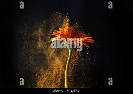 Gerbera Blume mit Pulverspritzer. Energie. Farbenfroher Staub explodiert. Stockfoto