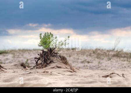 Grüner kleiner Busch im Sand mit epischem Himmel, Wüstenwachstum. Botanische wilde Nahaufnahme Natur mit dunklen Kontrast stürmischen Wolken Himmel Hintergrund Stockfoto