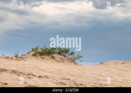 Grüner Busch mit gelben kleinen blühenden Blumen, die in Sanddünen wachsen, Wüstenlandschaft. Botanische wilde Nahaufnahme Natur mit dunklen Kontrast stürmischen Wolken Stockfoto