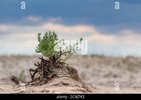 Grüner kleiner Busch im Sand mit epischem Himmel, Wüstenwachstum. Botanische wilde Nahaufnahme Natur mit dunklen Kontrast stürmischen Wolken Himmel Hintergrund Stockfoto