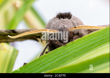 Frontportrait eines Augenfalkenmotten, smerinthus ocellatus Stockfoto