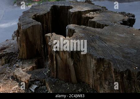 Dunkler alter Baumstumpf. Nahaufnahme. Baumstumpf wird aus nächster Nähe geschossen. Stockfoto