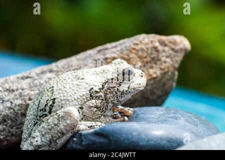 Nördlicher Grauer Baumfrosch auf einigen Felsen sitzend Stockfoto