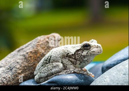 Nördlicher Grauer Baumfrosch auf einigen Felsen sitzend Stockfoto