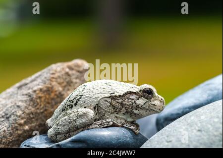 Nördlicher Grauer Baumfrosch auf einigen Felsen sitzend Stockfoto