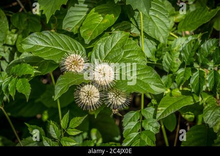 Nahaufnahme einer buttonbuschpflanze in voller Blüte zieht Bienen und Schmetterlinge auch als Honigglocken für seinen Nektar mit hellen weißen Blüten auf einem s bekannt Stockfoto