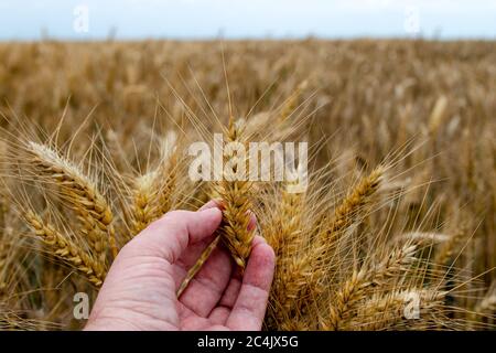 Landwirt oder Agronom in reifen Weizenfeld, die Prüfung der Ertragsqualität. Hand hält das goldene Weizenstroh. Nahaufnahme. Stockfoto