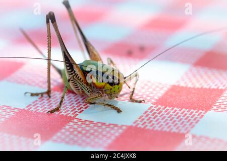 Nahaufnahme einer großen Heuschrecke. Makro von großer grüner Heuschrecke auf gestreifter Tischdecke. Stockfoto