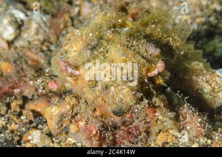 Decorator Spinnenkrabbe, Micippa philyra, hat vollständig bedeckt seine Karapasse mit Wirbellosen, Lembeh Strait, Nord Sulawesi, Indonesien, Pazifik Stockfoto