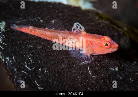 Gemeiner Geisterschwein mit Copepod-Befall, Pleurosicya mossambica, Lembeh-Straße, Nord-Sulawesi, Indonesien, Pazifik Stockfoto