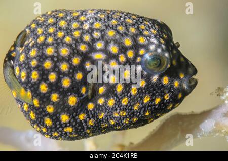 Juvenile Guineafowl Puffer, Arothron meleagris, Lembeh Strait, Nord Sulawesi, Indonesien, Pazifik Stockfoto