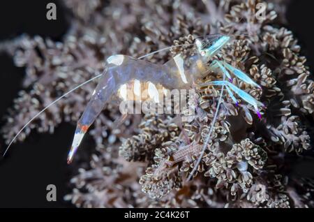 Herrliche Anemone Garnelen, Ancylomenes magnificus, Lembeh Strait, Nord Sulawesi, Indonesien, Pazifik Stockfoto