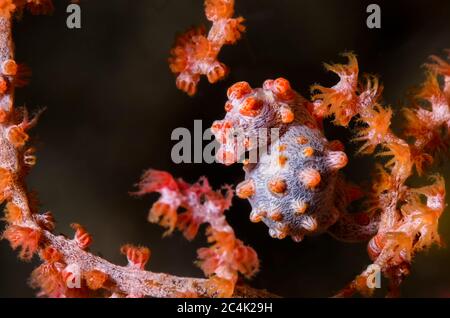 Bargibant's Pygmy Seahorse, Hippocampus Bargibanti, Lembeh Strait, Nord Sulawesi, Indonesien, Pazifik Stockfoto