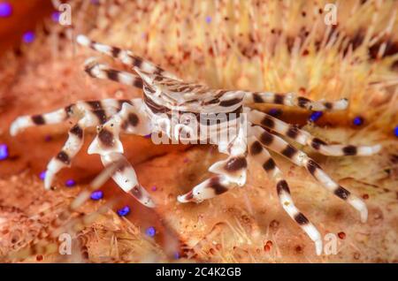 Zebraeigelkrebs, Zebrida adamsii, auf Radiant Sea Seeigel, Astropyga radiata, Lembeh Strait, Nord Sulawesi, Indonesien, Pazifik Stockfoto