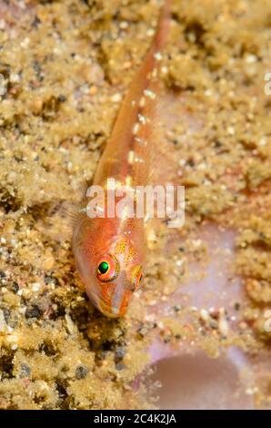 Gemeinsamer Ghostgoby, Pleurosicya mossambica, Lembeh Strait, Nord-Sulawesi, Indonesien, Pazifik Stockfoto