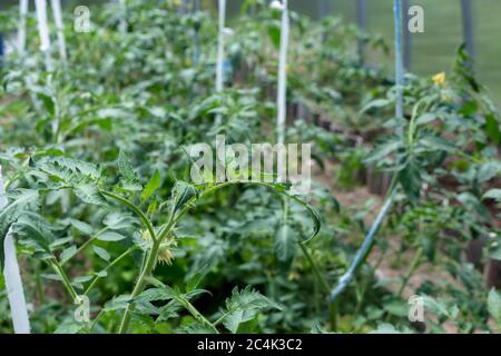 Pflanzen wachsen in einem Gewächshaus. Tomaten, Gurken und Paprika. Stockfoto