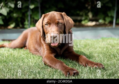 Braun Labrado auf dem Rasen. Ein seltener labrador. Stockfoto