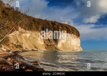 Nationalpark Jasmund mit Kreidefelsen auf der Insel Rügen. Sonnenschein und blauer Himmel mit Wolken an der Ostseeküste. Bäume und Strandabschnitt in Stockfoto