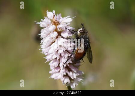 Stachiniden Peleteria rubescens, Familie Tachinidae auf Blüten von Bistort (Bistorta officinalis), Dock Familie (Polygonaceae). Juni, in einem holländischen Garten. Stockfoto