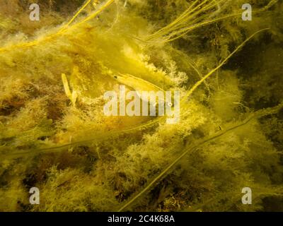 Ein kleiner gelber Fisch versteckt sich in gelben Algen. Bild von einem Tauchgang in Oresund, Malmö, Schweden. Hochwertige Fotos Stockfoto
