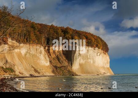 Kreidefelsen auf der Insel Rügen. Sonnenschein und blauer Himmel mit Wolken an der Ostseeküste. Bäume und Strandabschnitt im Herbst von der Jasmund Na Stockfoto