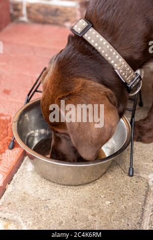 Der Hund trinkt Wasser aus einer Tasse. Brauner labrador Stockfoto