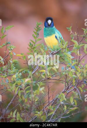 Die 'Port Lincoln' Unterart des australischen Ringneck liegt in einem Strauch in der Ormiston Gorge in den West MacDonnell Ranges des Northern Territory. Stockfoto