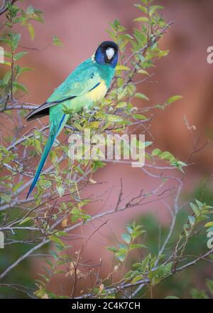 Die 'Port Lincoln' Unterart des australischen Ringneck liegt in einem Strauch in der Ormiston Gorge in den West MacDonnell Ranges des Northern Territory. Stockfoto