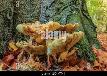 Mehrere Pilze der Gattung Spurge auf einem Baumstamm im Laubwald. Buchenwald mit Blättern im Herbst. Gelber Pilz mit Lamellen unten Stockfoto