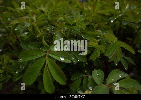 Wilde Rose nach Regen. Regentropfen auf einer Hundrose. Hagebuttenblätter. Struktur. Stockfoto
