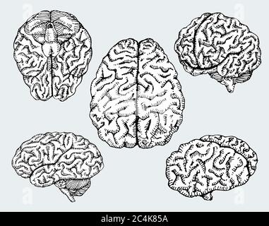 Handgezeichnete menschliche Gehirne. Vektorgrafik. Stock Vektor